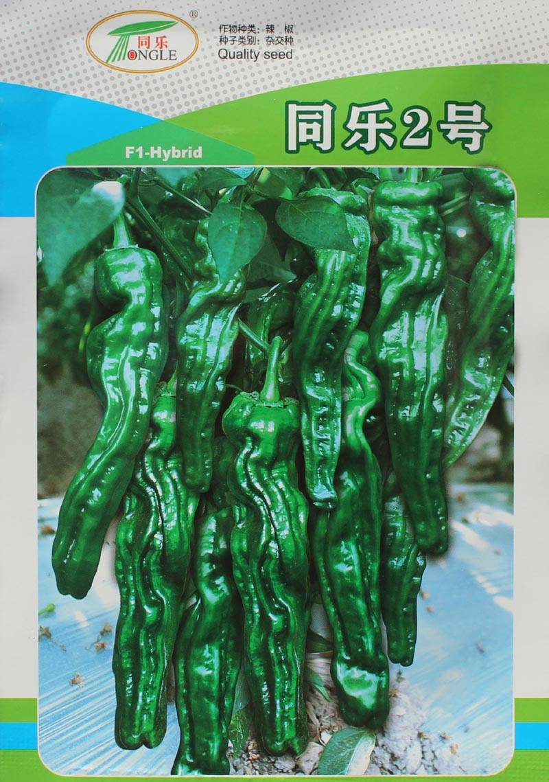 同乐2号皱皮椒薄皮香椒辣椒种子_栽培_结果期_习惯