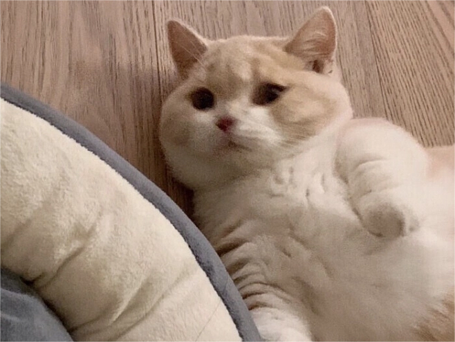 猫砂_环境_主人