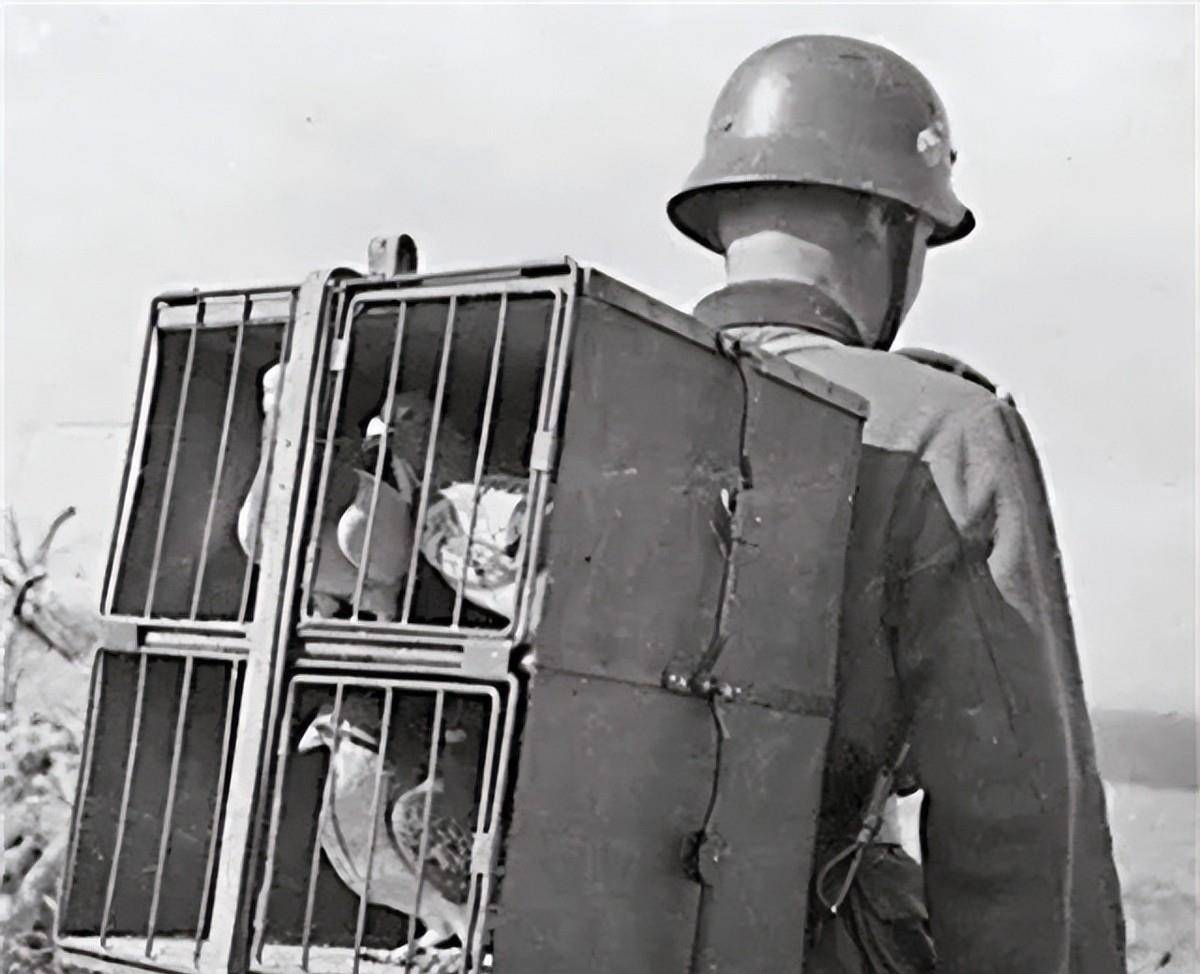 全是鲜血换来的教训_军队_军鸽_拉夫