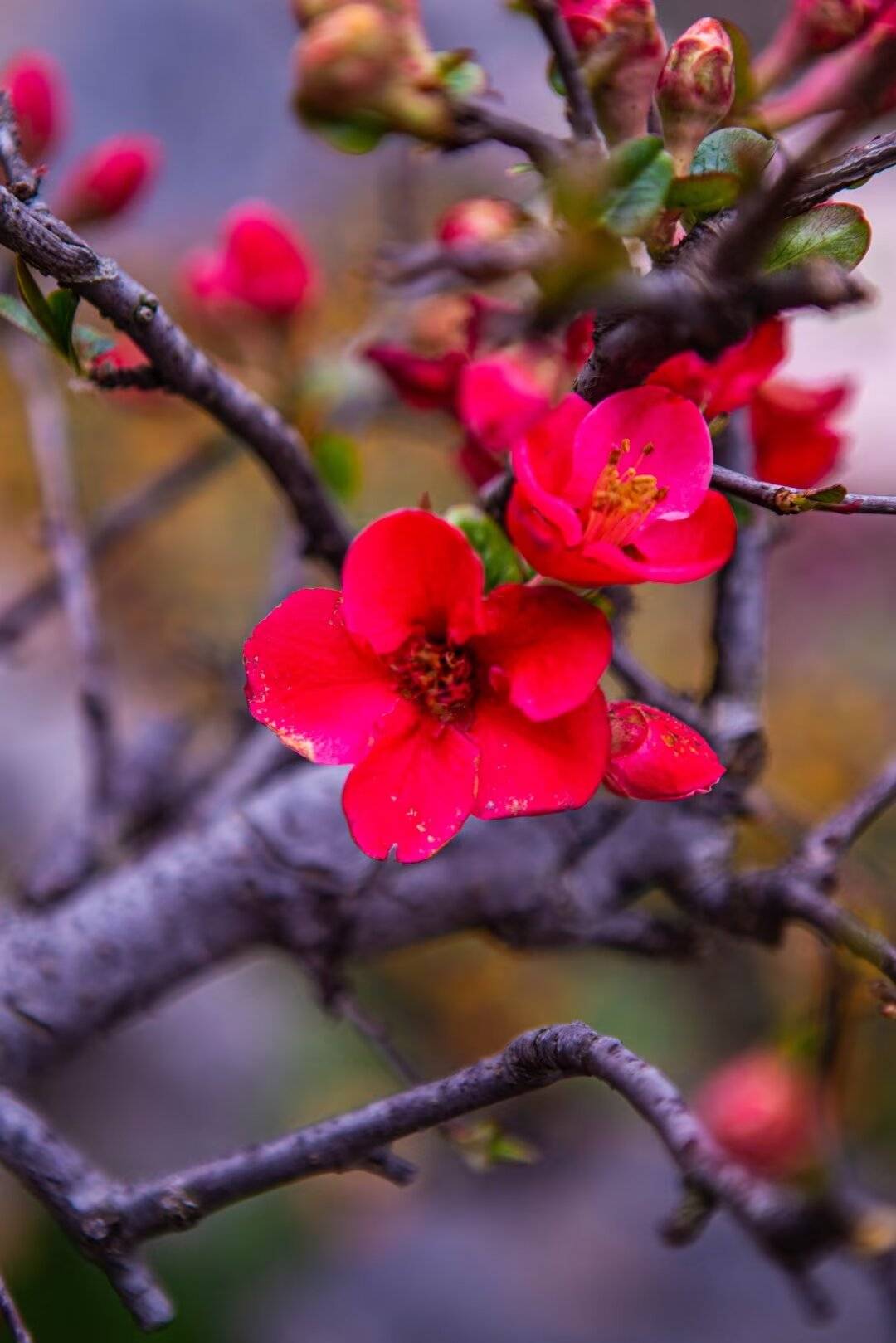 南京莫愁湖的海棠报春了_花蕊_香气_红色