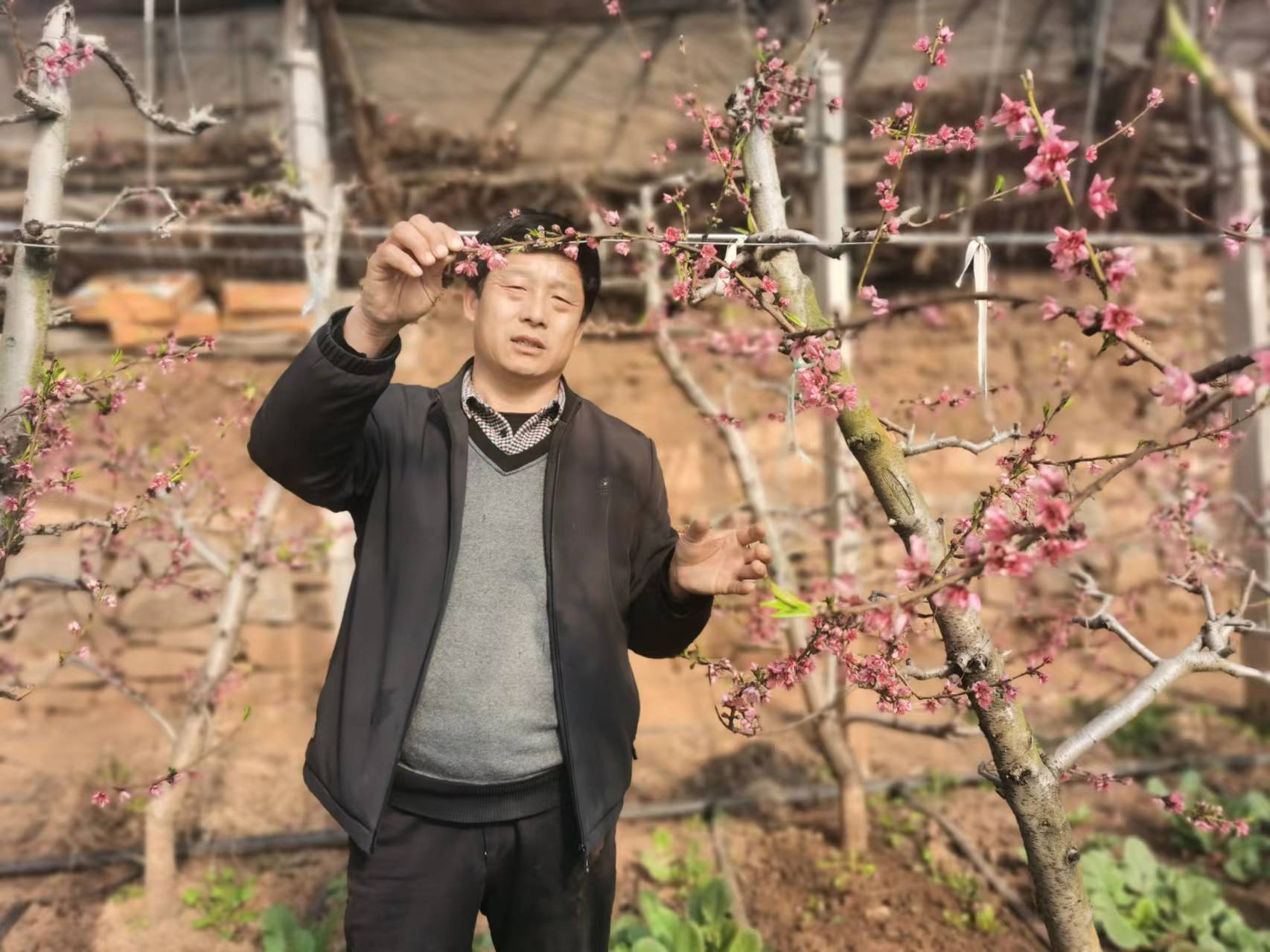 旧寨乡:桃乡春来早 花谢见新桃_温室大棚_蜜桃_种植