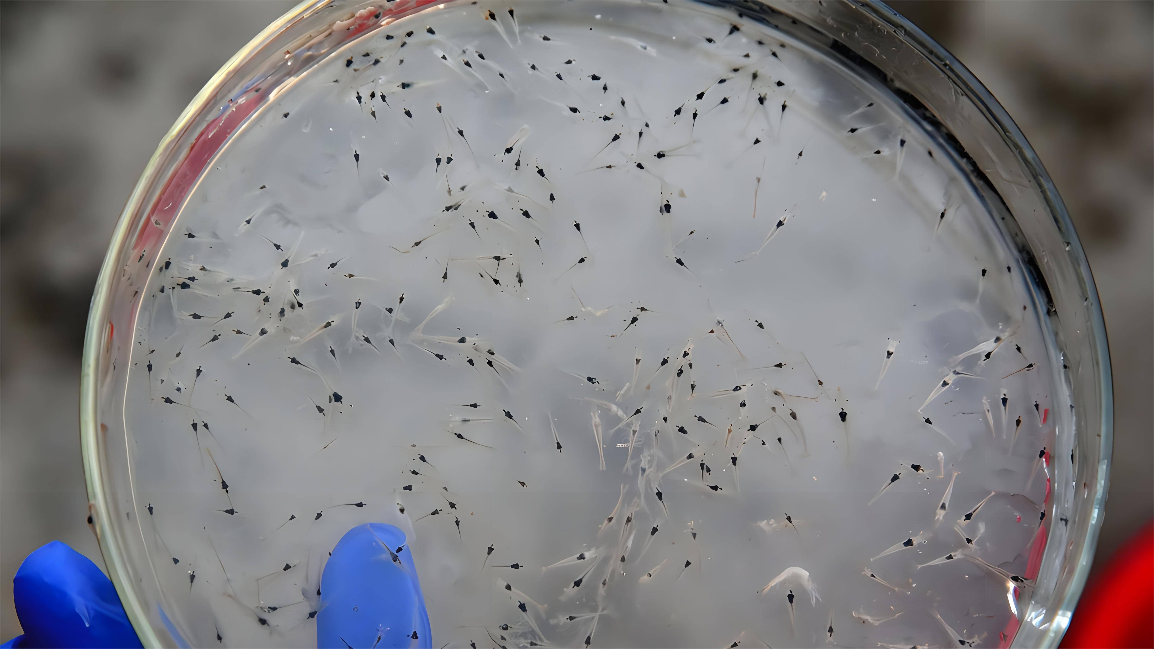 南美白对虾养殖用什么肥料肥水好?虾苗期怎么用肥水产品效果好?