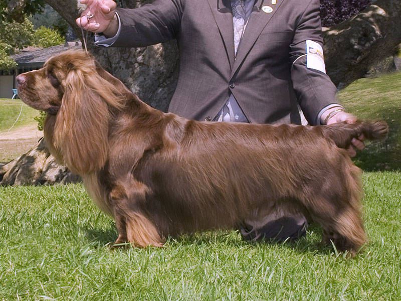 原创207个品种纯种犬介绍十三苏赛克斯猎犬和威尔士史宾格犬