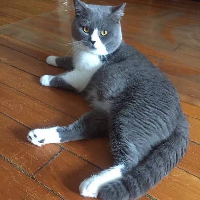 辽宁省沈阳市皇姑区有偿寻猫英短蓝白