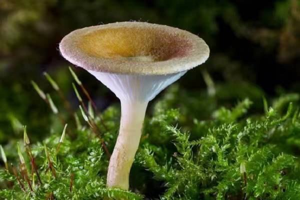 科学揭秘人身上真的能长出蘑菇吗