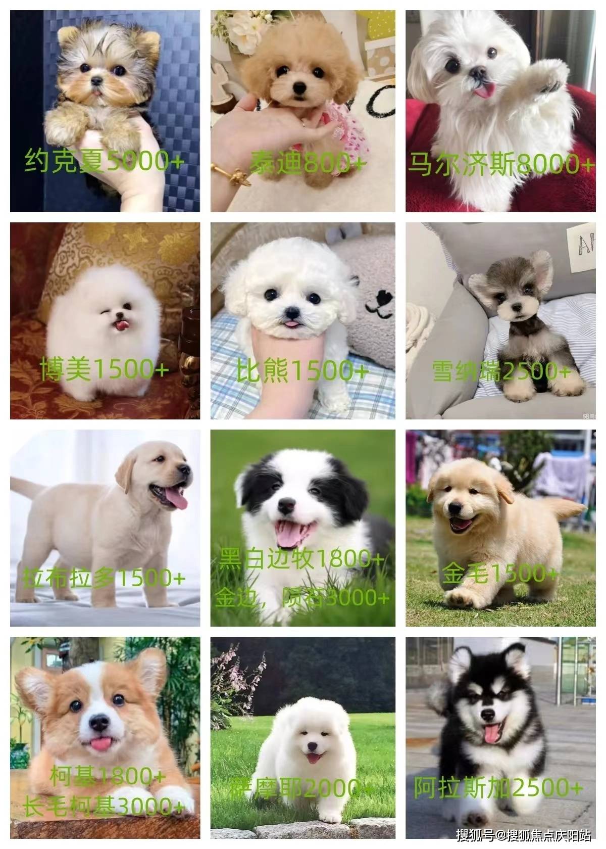 西施犬,马尔济斯犬,查理王,比格,史宾格,古牧,巨贵,可卡犬……每一只