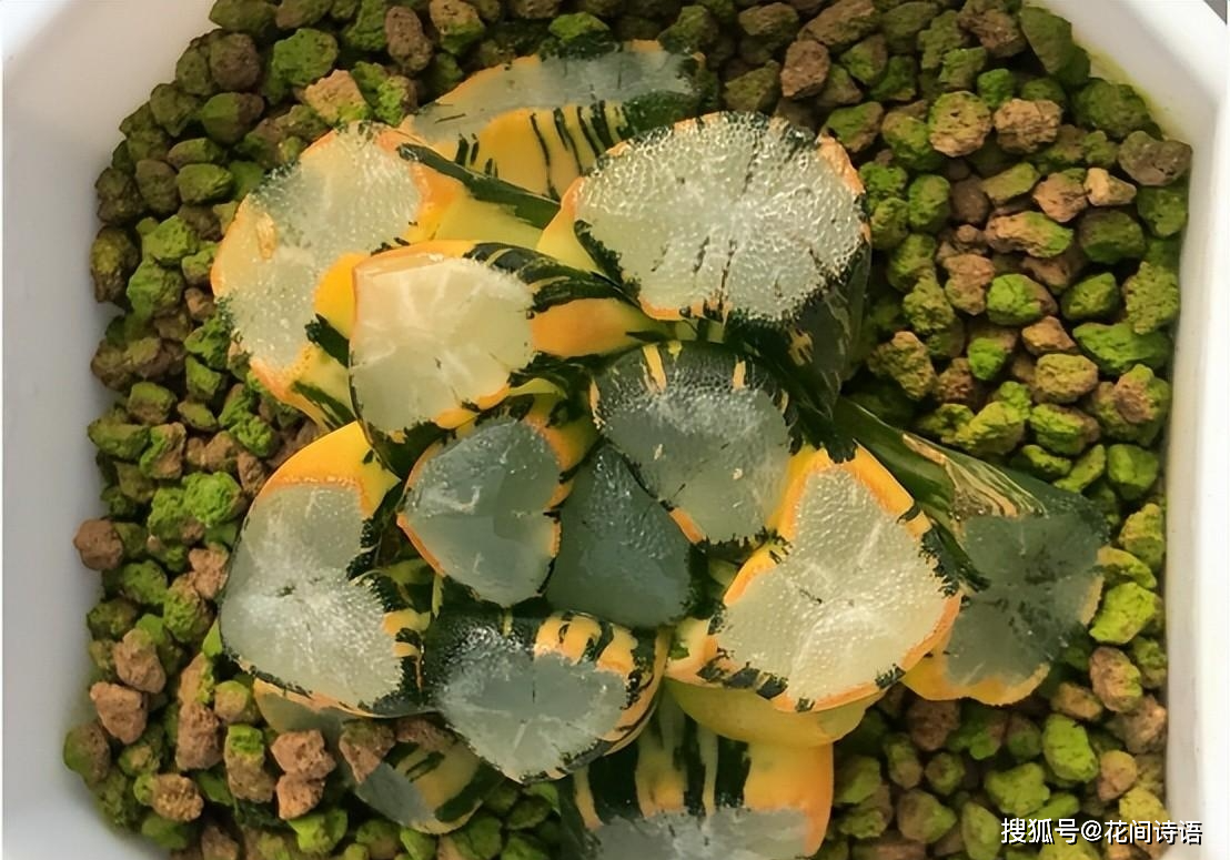 毛汉十二卷,象脚草名称:万象2,万象>>>>普通的冰灯玉露,价格大多还是