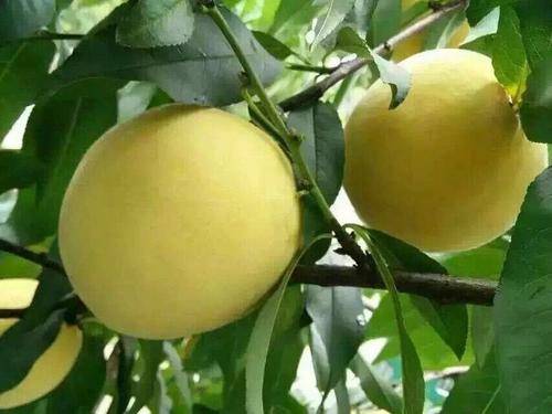 荆楚三湖黄桃采摘园欢迎您!