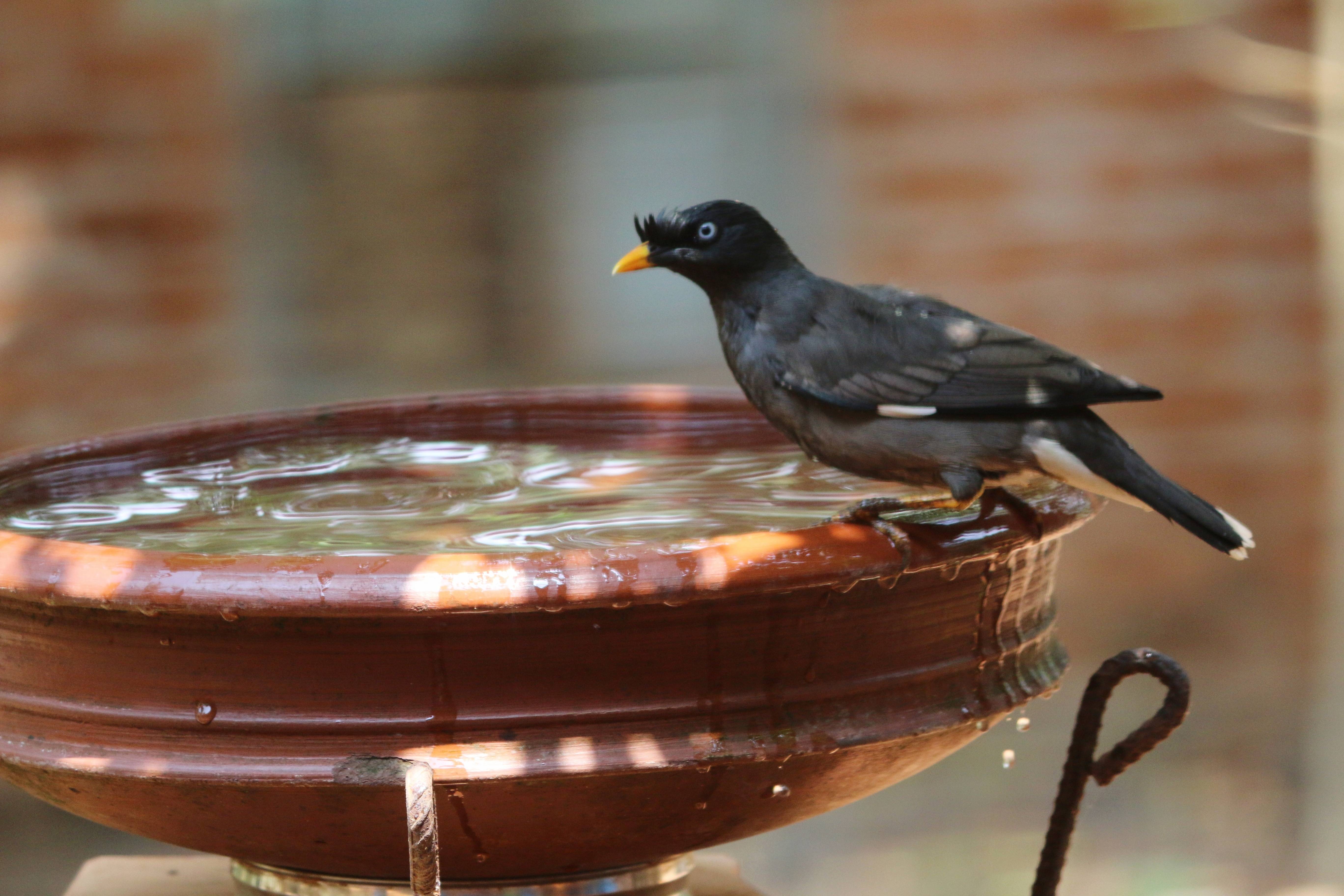 说话神鸟八哥-家养鸟10