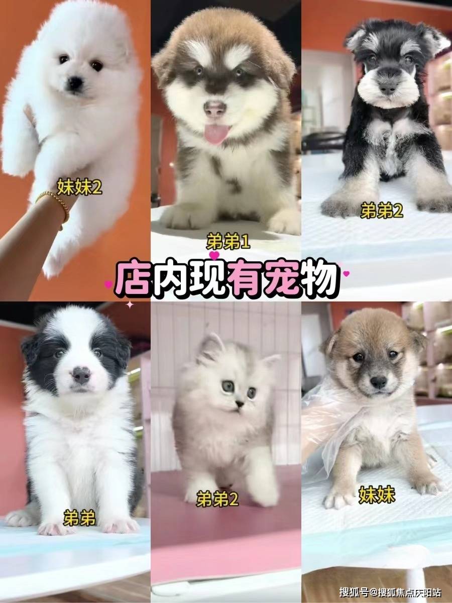 成都哪里有金毛出售这里安全可靠还能实体店挑选宠物
