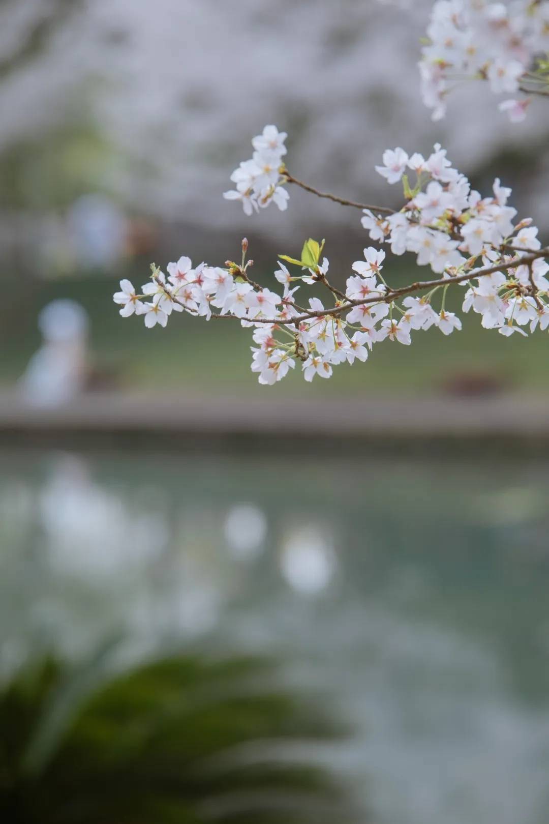 桃花的生长过程图图片