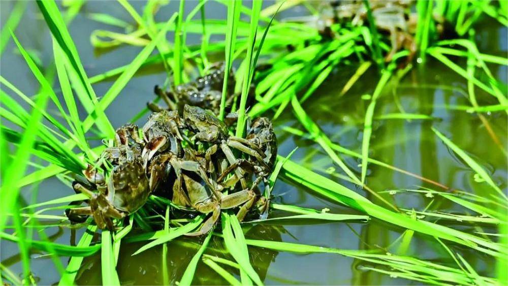 螃蟹塘生物底改用什么药蟹塘改底用什么药好养蟹人要知道