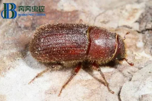 家里木材上发现粉蠹虫怎么办?