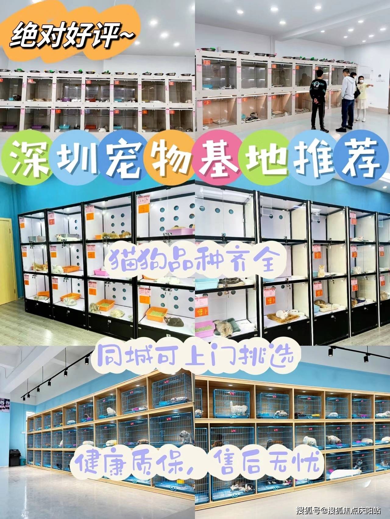 哪有正规犬舍猫舍深圳哪有正规犬舍猫舍首页网站丨哪有正规犬舍猫舍