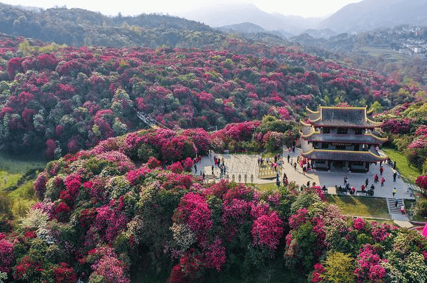 贵州百里杜鹃景点行程攻略贵州百里杜鹃几月花开看完这篇攻略就全明白