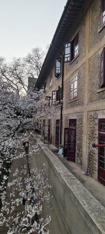 武汉大学樱花大爷 康强武汉_专业_沦陷_武昌