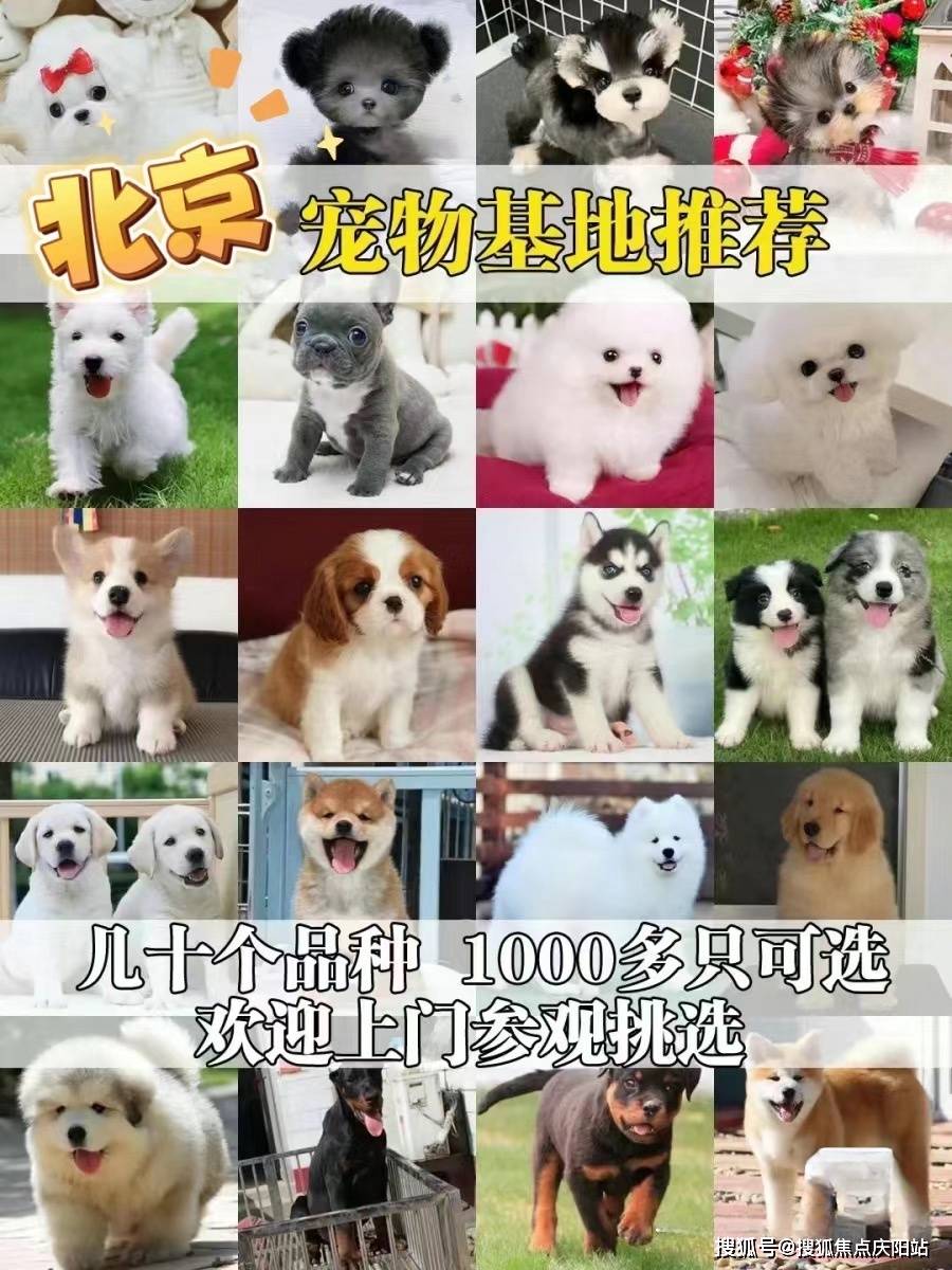 北京买阿拉斯加幼犬去哪里买北京买阿拉斯加幼犬这里安全可实体店挑选