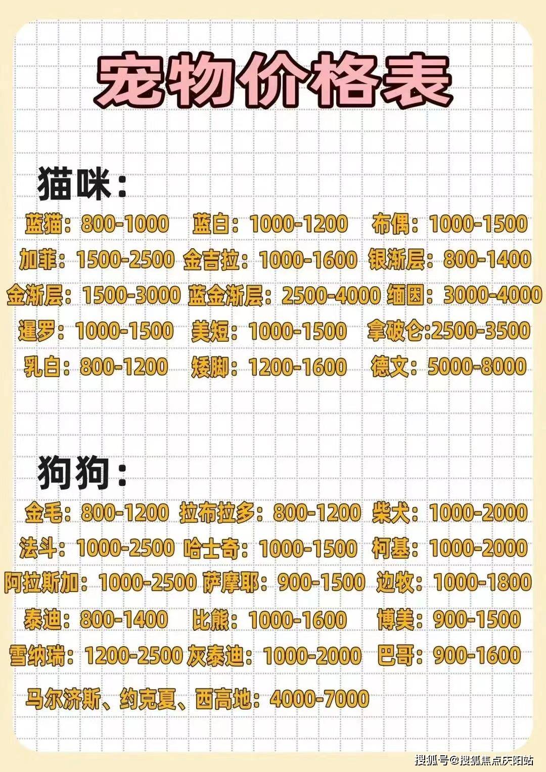 像扔破仑猫,德文,缅因,布偶猫,曼基康矮脚猫,英短金渐层,蓝金渐层,银