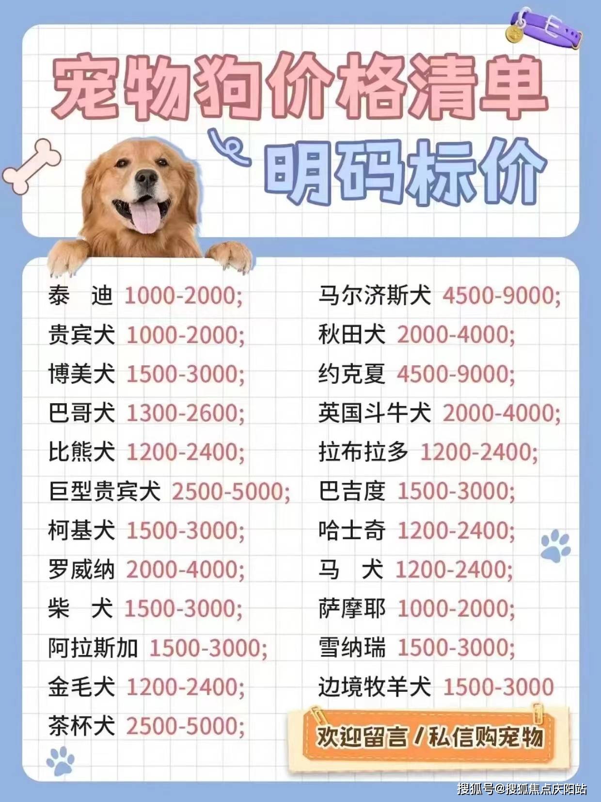 宁波买阿拉斯加幼犬首页网站