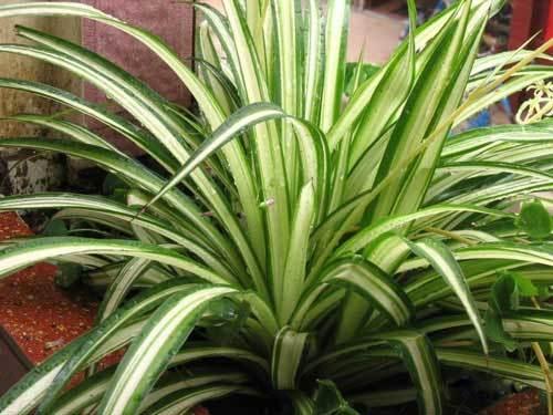 吊兰是龙舌兰科吊兰属植物,原产于南非.根肉质,叶细长,似兰花.