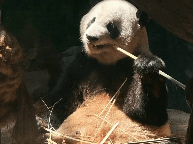 厦门旅游动物园 厦门有哪些动物园比较好玩 看完这篇就懂啦!