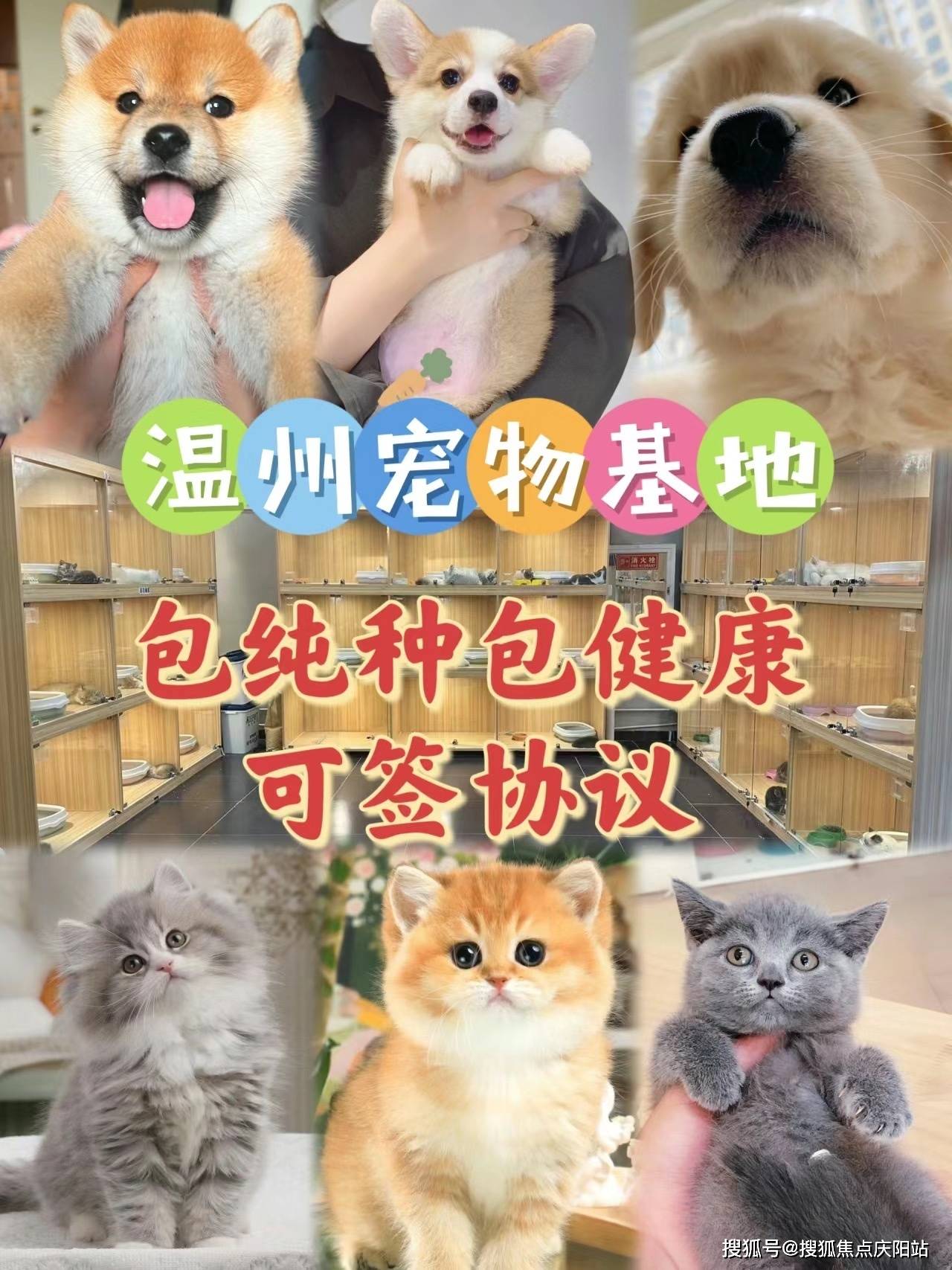 温州买金渐层首页网站温州温州金渐层多少钱一只买丨买金渐层去哪里买