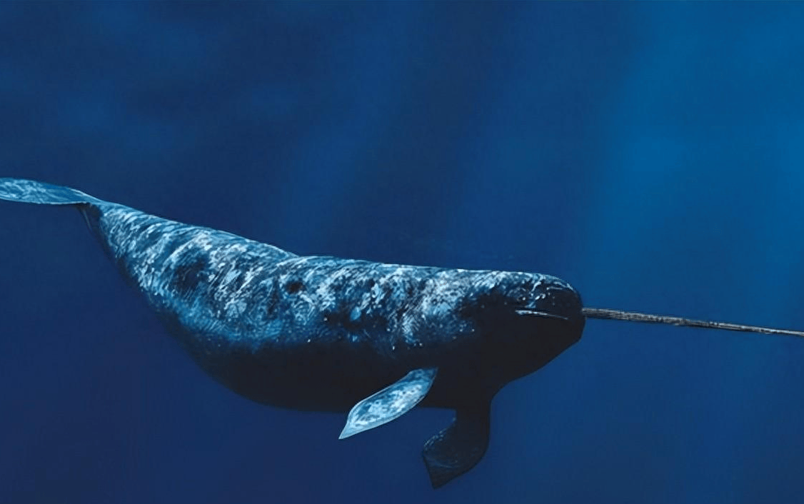 真正的名字为独角鲸,它们是生存在北冰洋以及大西洋的一种小型鲸鱼