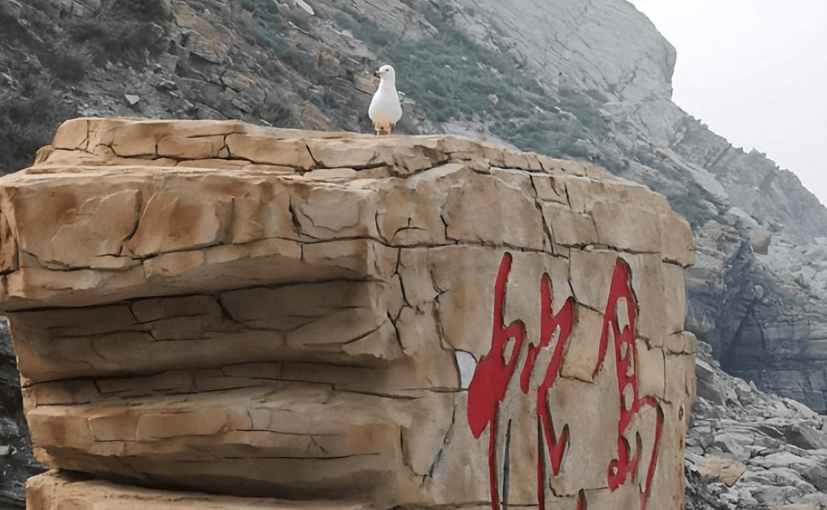 中国渤海的恐怖蛇岛岛上2万多条剧毒蛇类蛇毒还越来越强