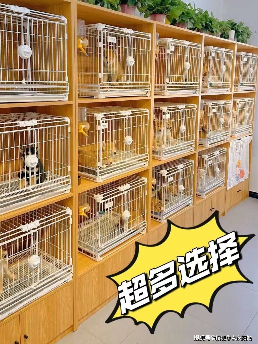 太原买拉布拉多狗狗首页网站丨太原杏花岭区买拉布拉多狗狗的地方