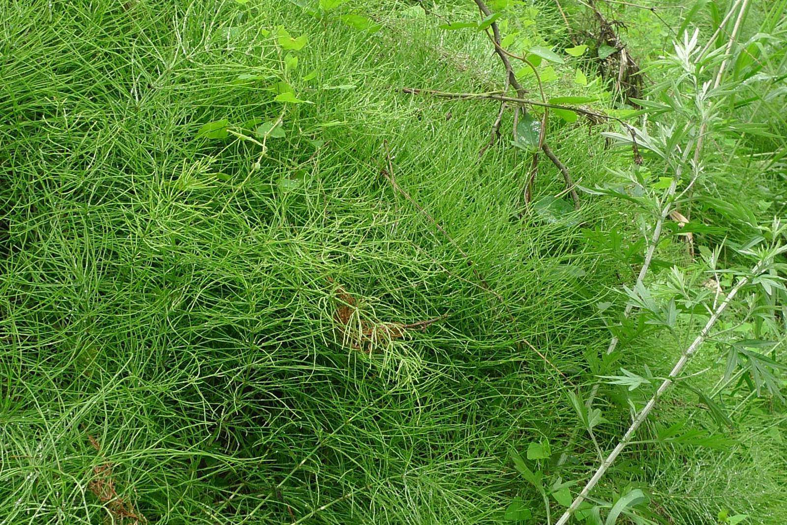 节节草收购公司图片