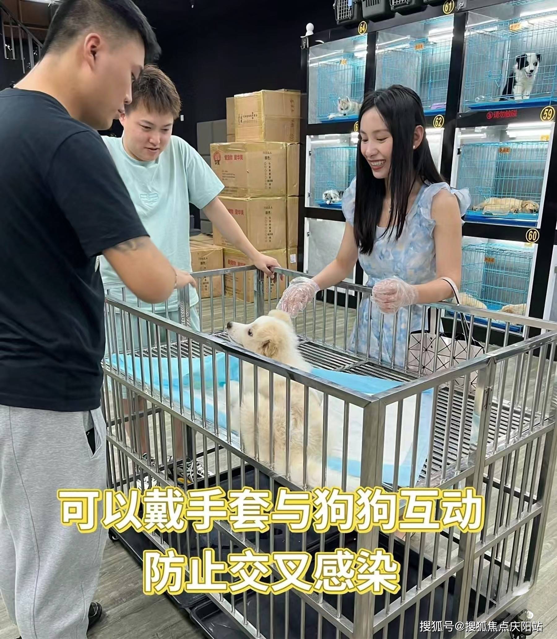 杭州暹罗猫首页网站(杭州)暹罗猫最好去哪里买丨暹罗猫最好去哪里买!