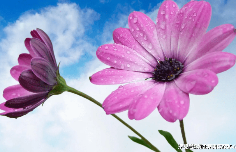 福喜轩/文伤官伤尽指的是四柱中有伤官没有一个官星,或地支内藏有正官