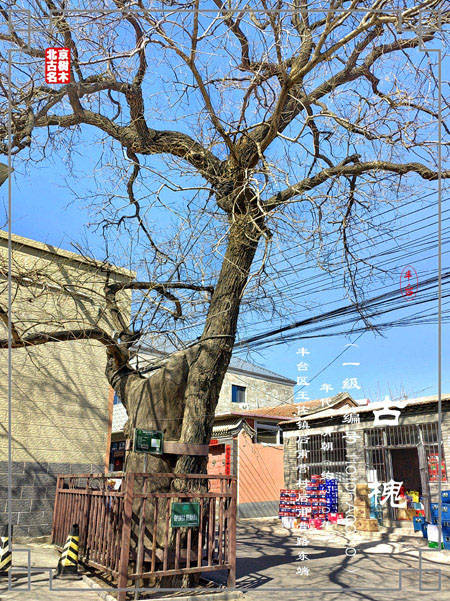 原创重访丰台区王佐镇后甫营村的三株古槐