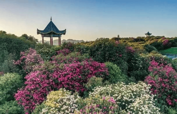 贵州毕节百里杜鹃的最佳赏花时间贵州百里杜鹃景点线路攻略旅行路线