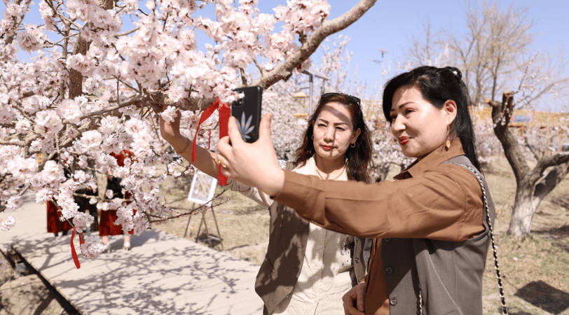 轮台县遇见轮台遇见幸福2024年杏花开了赏花季系列活动开幕