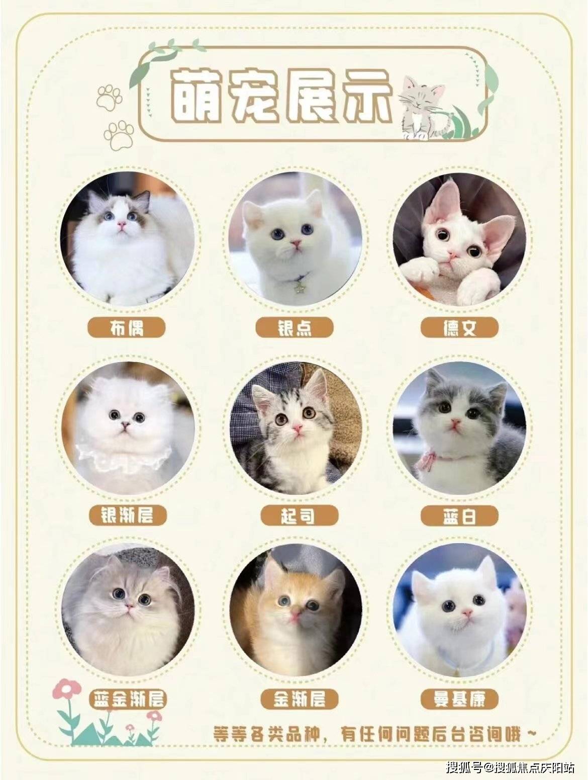 长沙金渐层首页网站长沙金渐层多少钱一只买丨金渐层多少钱一只买