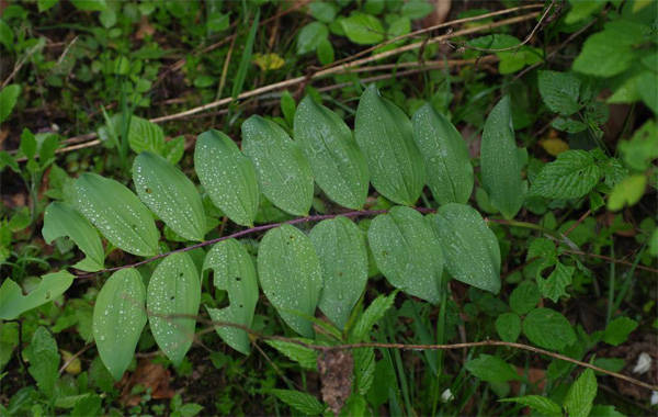帮国农黄精种植 拥有很大的市场前景广阔_生活_人们_传承