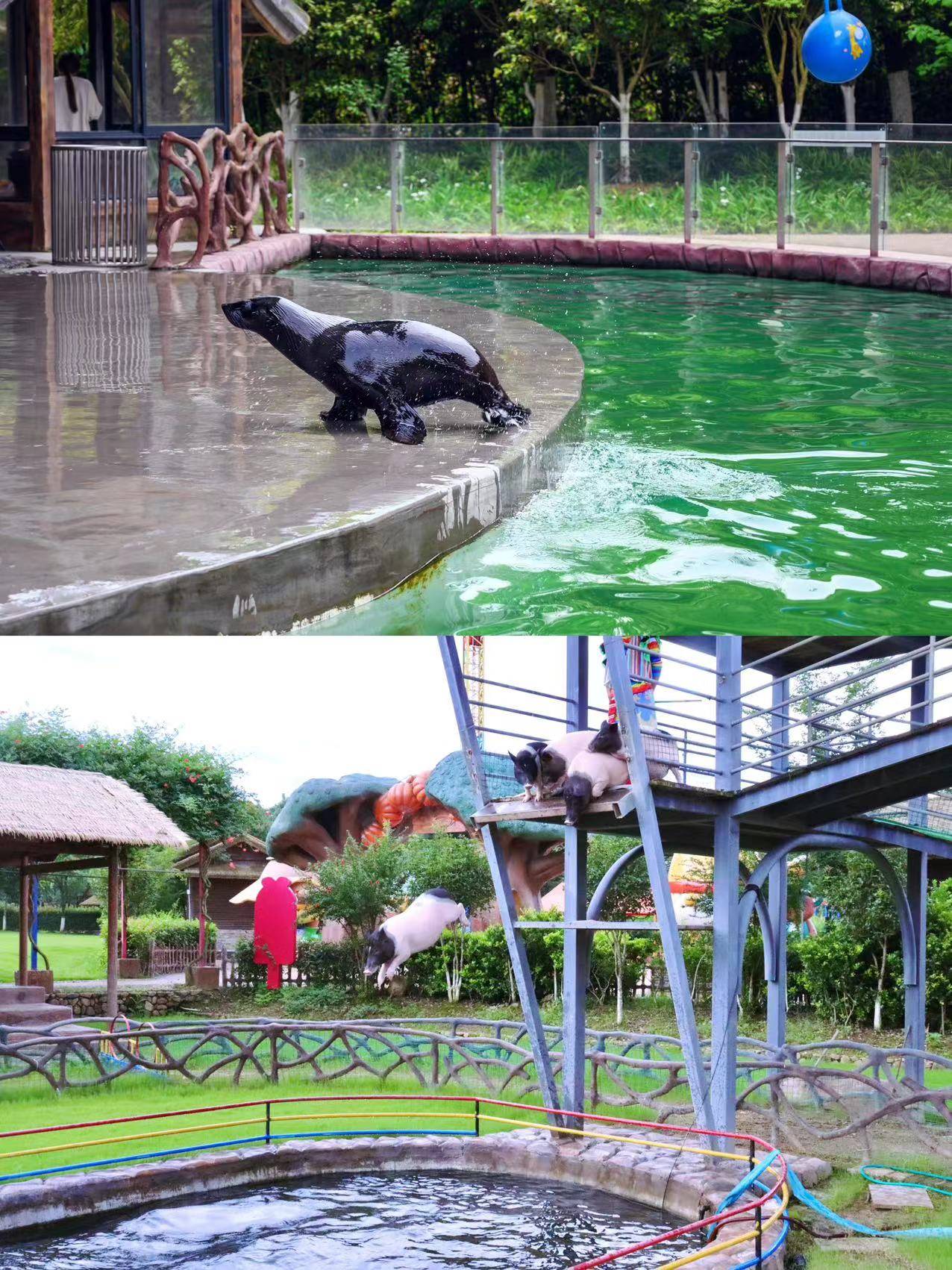 观众带来难忘的欢乐时光957815萌宠乐园:羊驼07,土拨鼠,袋鼠