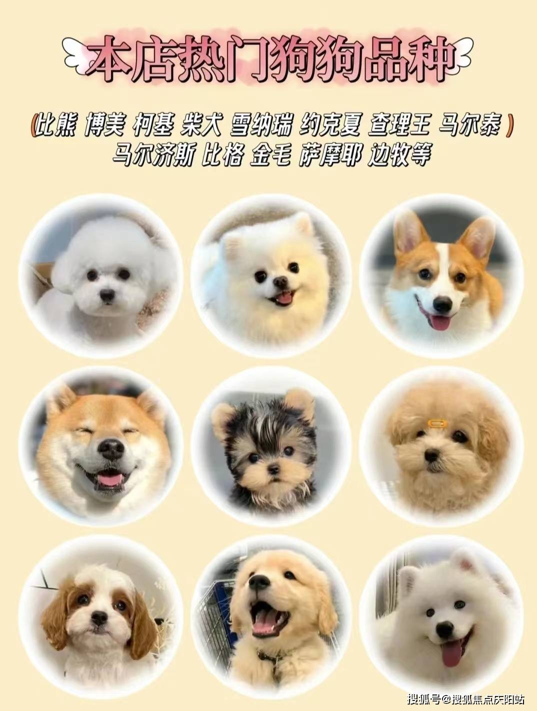 南昌买蓝金猫首页网站丨南昌红谷滩区蓝金猫什么价格丨南昌福安家猫