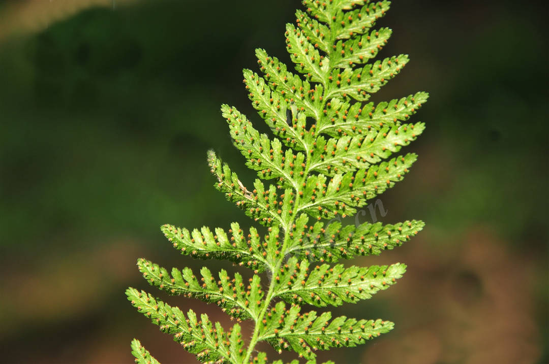 我见到的山东本土野生植物五