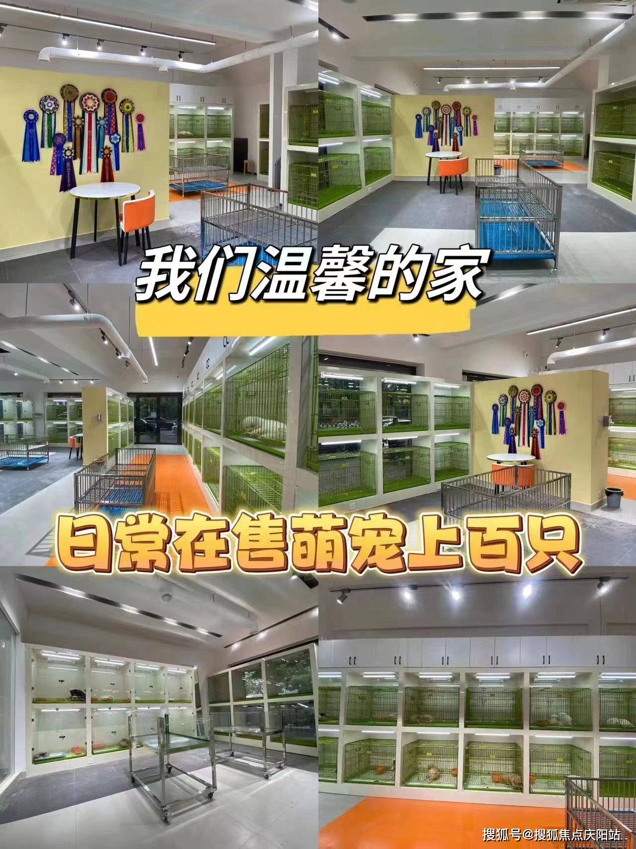 长沙银渐层首页网站长沙银渐层哪里买比较安全丨银渐层哪里买比较安全