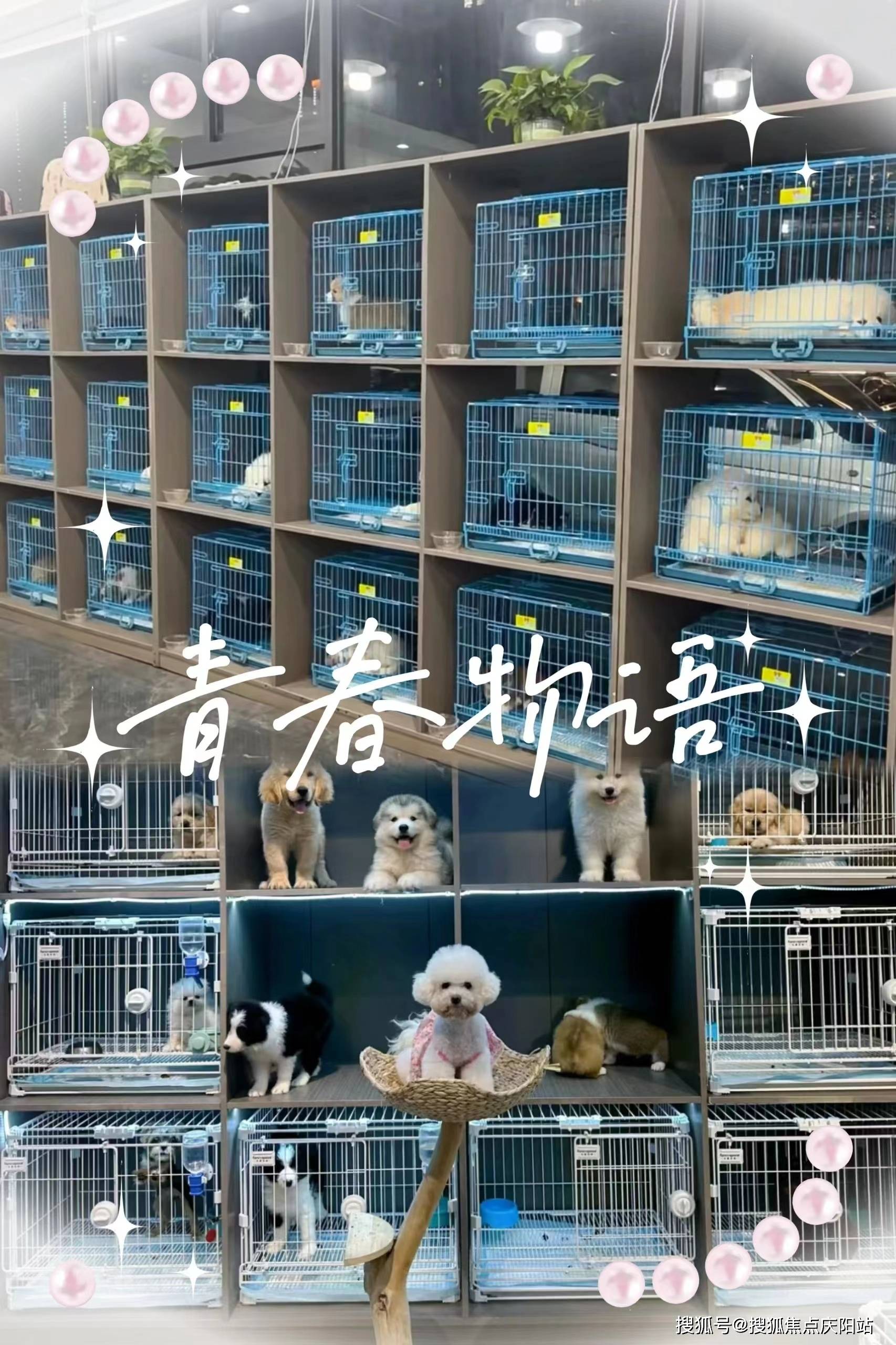小跑的犬舍