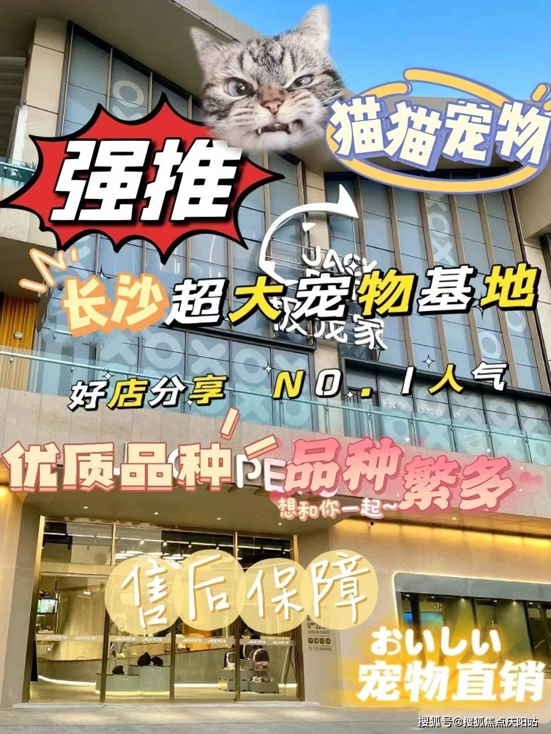 长沙布偶猫首页网站长沙布偶猫多少钱一只买丨布偶猫多少钱一只买