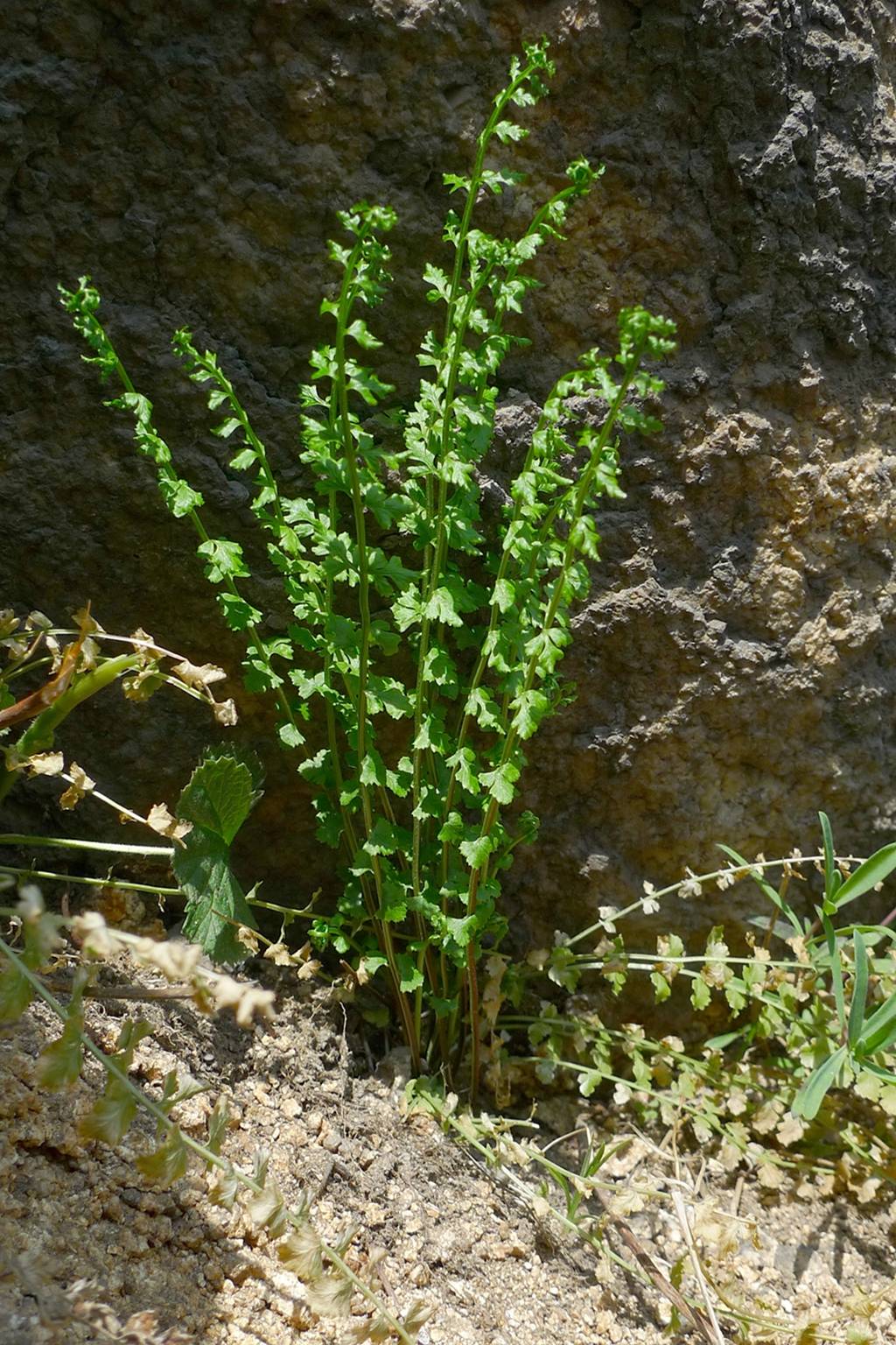 牛角七草药图片大全图片