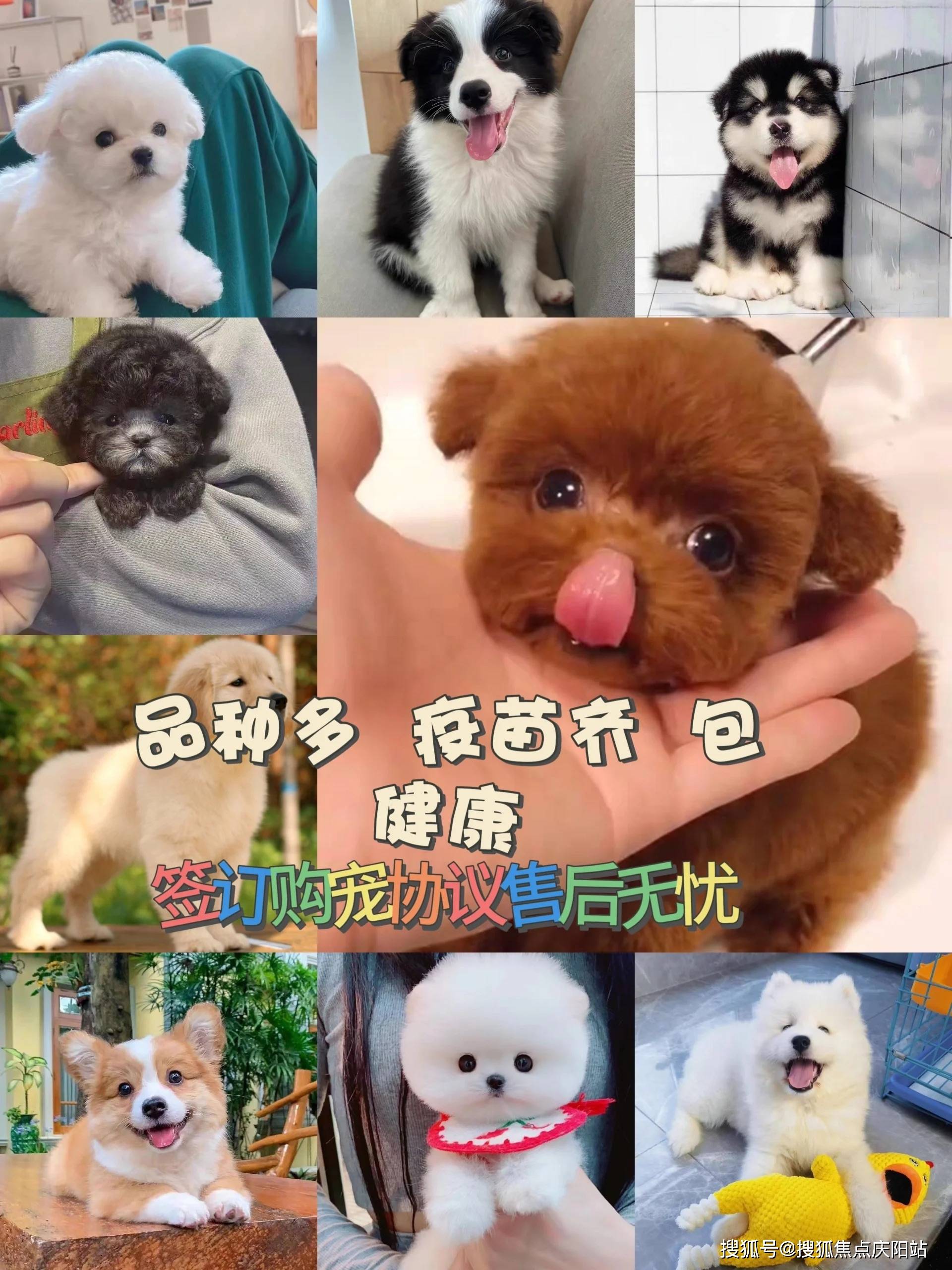 武汉买博美犬首页网站丨武汉硚口区哪里有博美犬出售丨武汉福安家猫