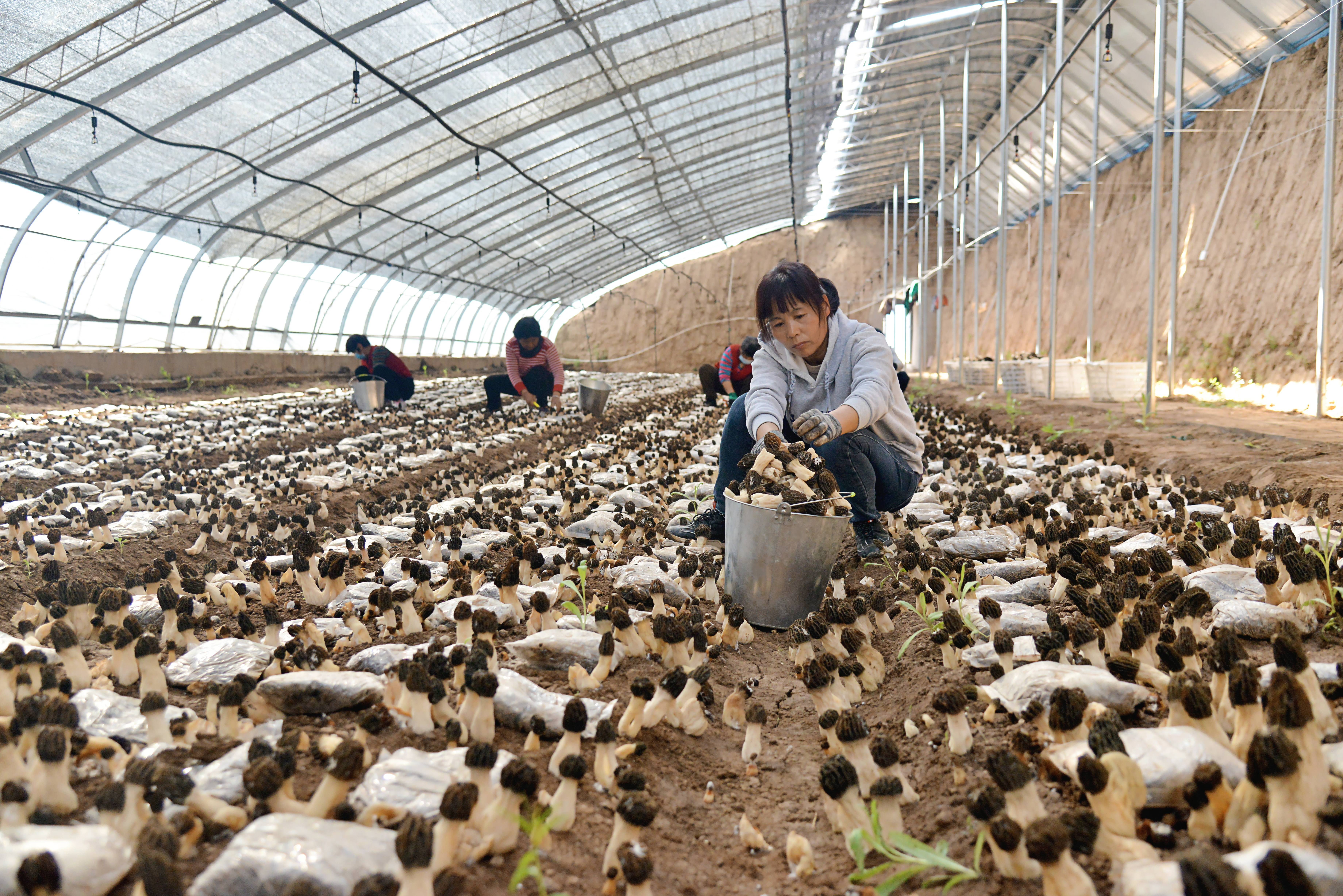 汉中羊肚菌种植合作社图片