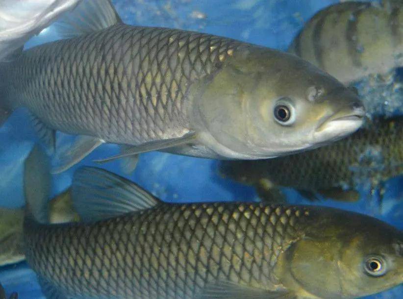 脆肉鲩鱼的养殖技巧