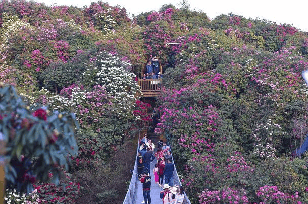 贵州百里杜鹃旅游 攻略,全攻略,赶紧收藏_时间_前往_花卉