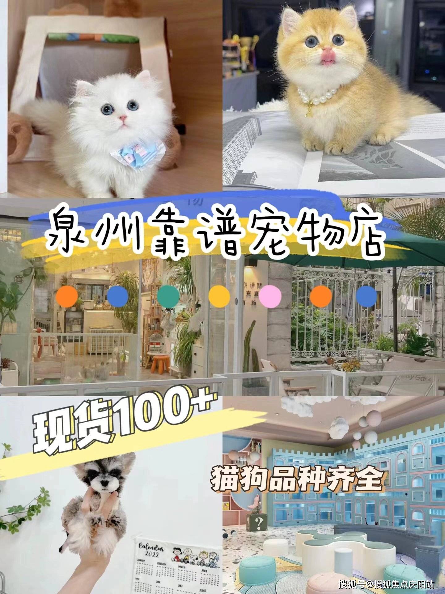 泉州柯基犬首页网站泉州泉州哪里有柯基犬卖丨泉州哪里有柯基犬卖