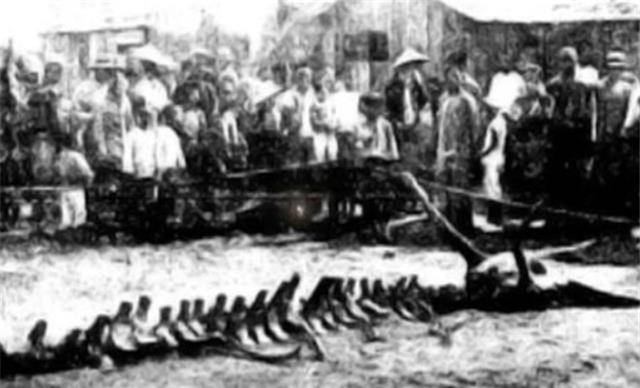 原创原创营口坠龙被认为真龙现身人证物证皆有专家这是须鲸